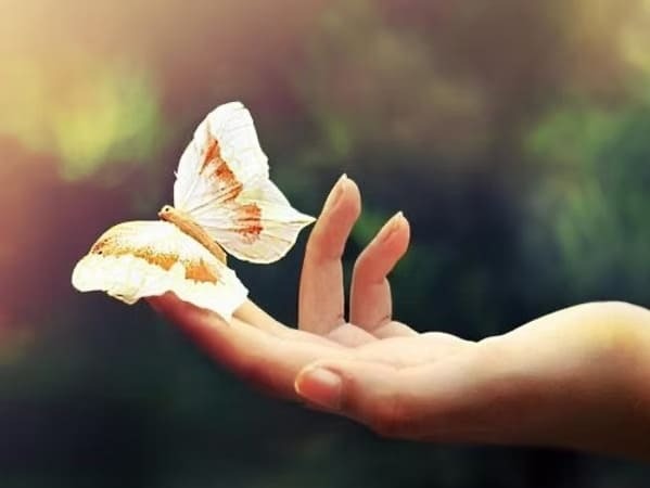 butterfly